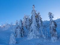 Verschneite Tannengruppe im Gegenlicht